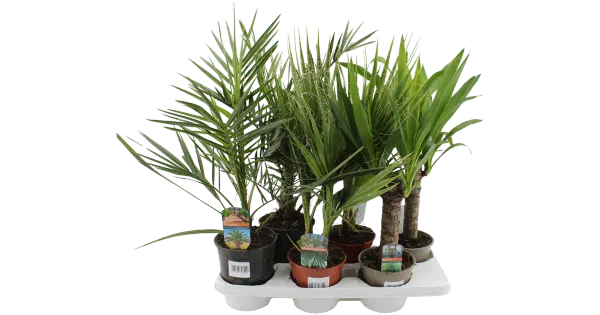 TERASSIPALM