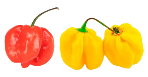 Tšilli Habanero (tugevus 10)