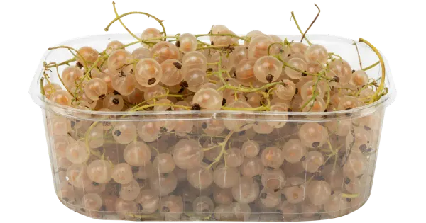 Valge sõstar 250g