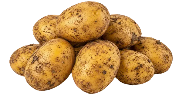 Varajane kartul pesemata Eesti