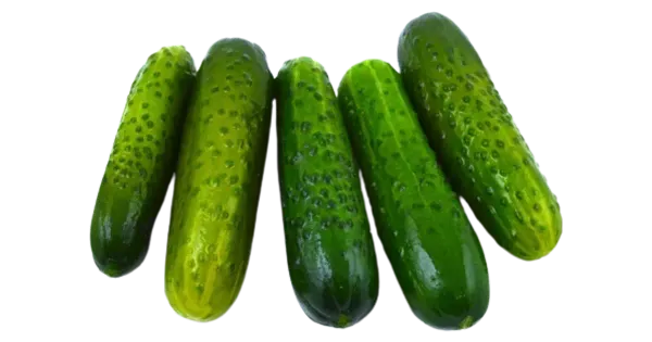 Värske soolakurk lahtine