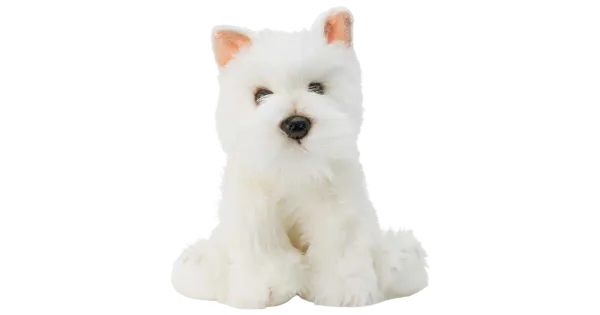 Westie koer