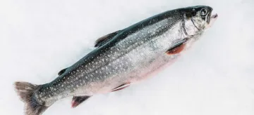 Arktiskā palija, Zivs uz ledus, 1.5 - 2kg, atvēsināta, ķidāta, sver.