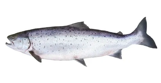 FR Atlandi lõhe, peaga, roogitud, jahutatud, ~4,5kg