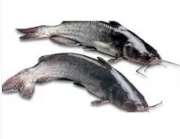 FR Suur angersäga, peaga, roogitud, 0,6-1,5kg, jahutatud, kg