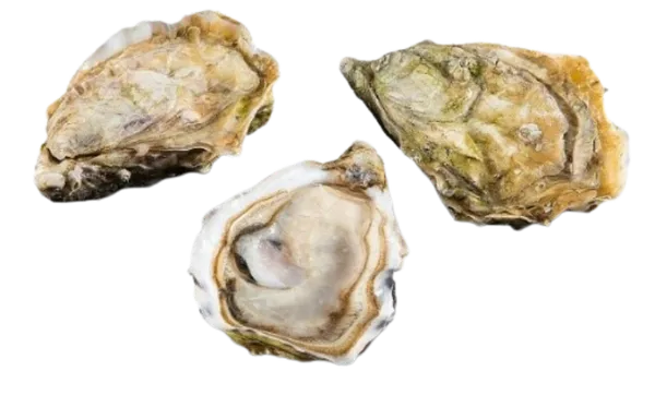 FR Suur hiidauster, Fin de Normandie nr 2, jahutatud, tk