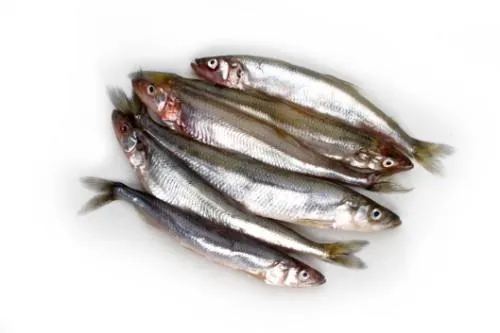 FR Tint, värske, kg