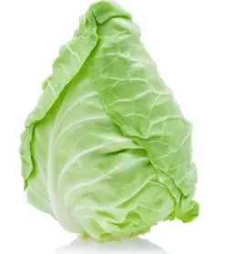 Koonusekujuline kapsas, KG