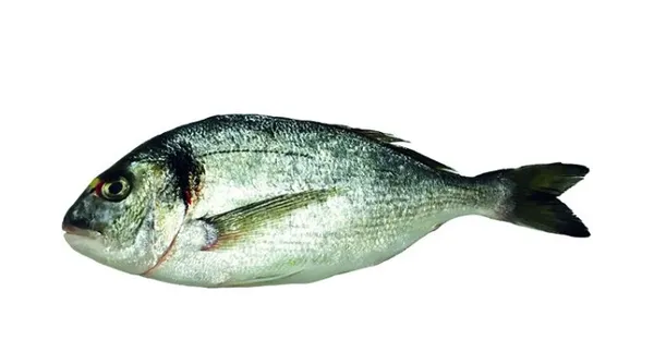 Kuldmerikoger/Seabream (Sparus Aurata) 200/300g, 5kg, KÜLMUTATUD