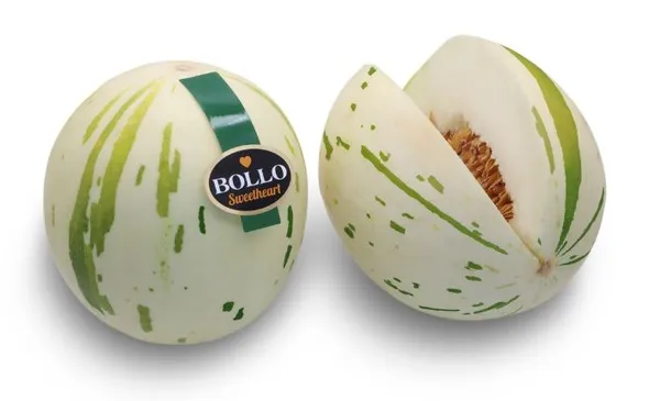 Melon Sweetheart, BOLLO, KG