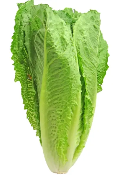 Salāti lapu "Romiešu" 2.šķ, kg