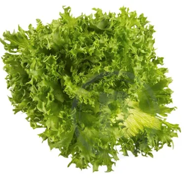 Salat Frillice, Eesti, KG