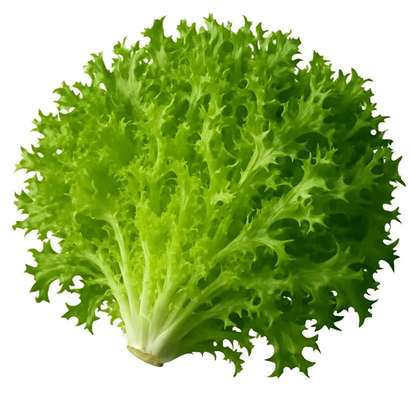 Salāti FRISSEE, 2.šķ., kg