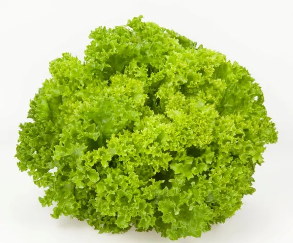 Salat Lollo Biondo, KG