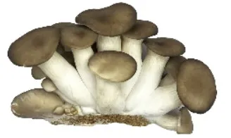Seened Must pärl, MYCOS ROYALE, 200g, TK