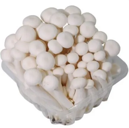 Shimeji seened, valged, 150g, TK