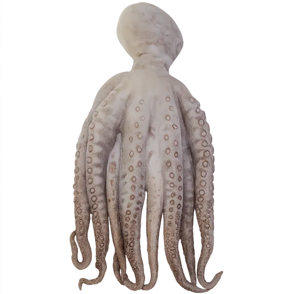 Sinine kaheksajalg, toores, puhastatud, 10% glasuur, külmutatud, ~3,5kg