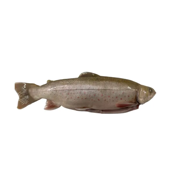 Arktika paalia roogitud jahutatud kg