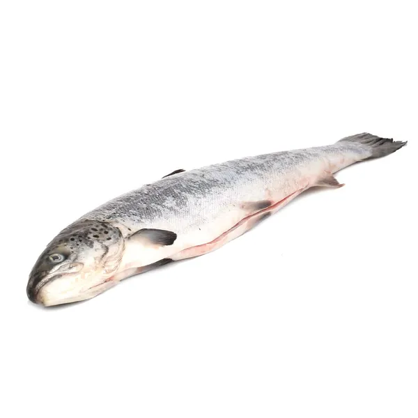 Atlandi lõhe roogitud, peaga 2-4kg