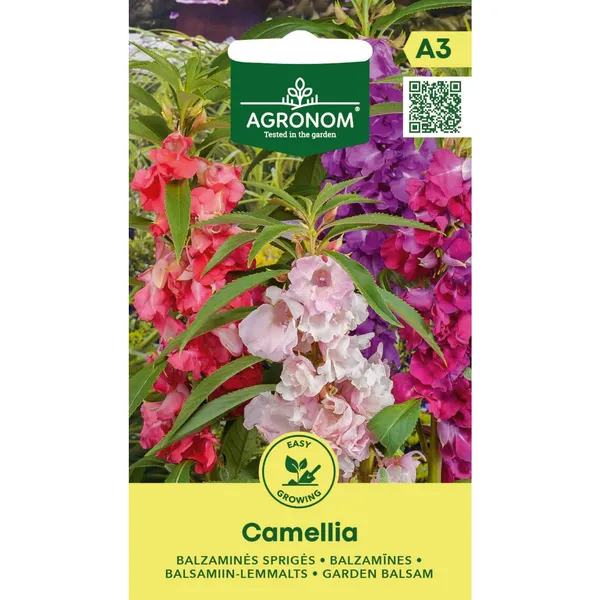 Balsamiin Camellia