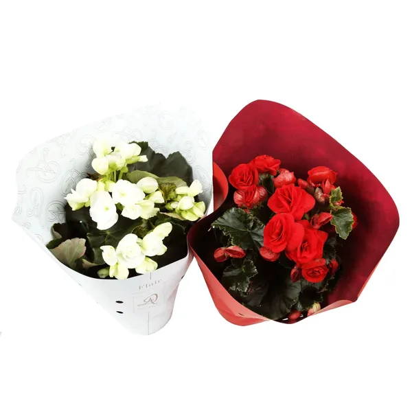 Begoonia mix potis 13cm