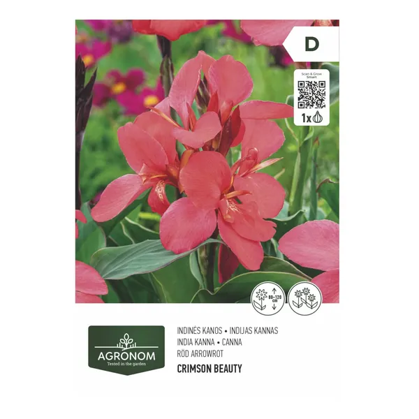 Canna roosa Agronom SG26