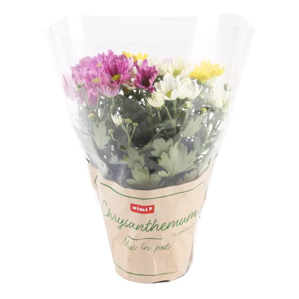 Krizantēmu Mix Rimi podiņā 12cm