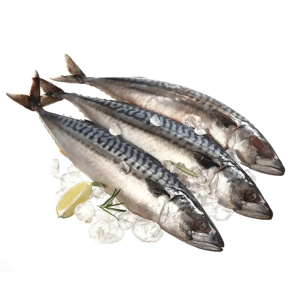 Makrele Atlantijas atkausēta kg