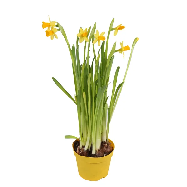 Narcise tete-a-tete podiņā D12/H15-20