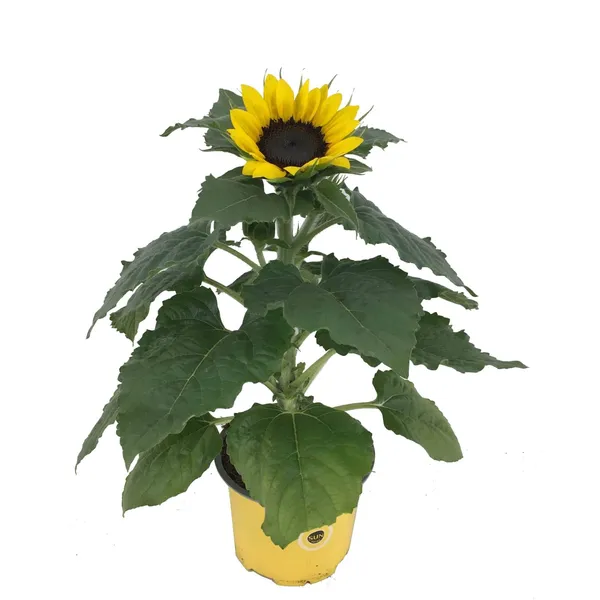 Päevalill 13cm potis