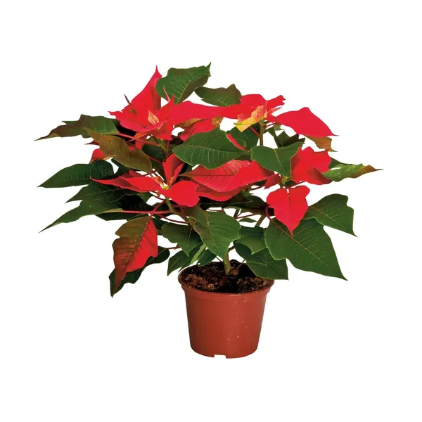 Puansetija podiņā D12/H20-35