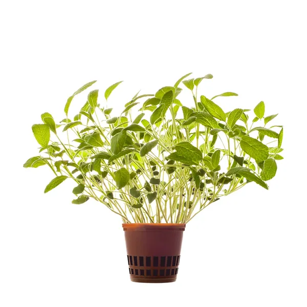 Salvei Hansa Herb 1tk