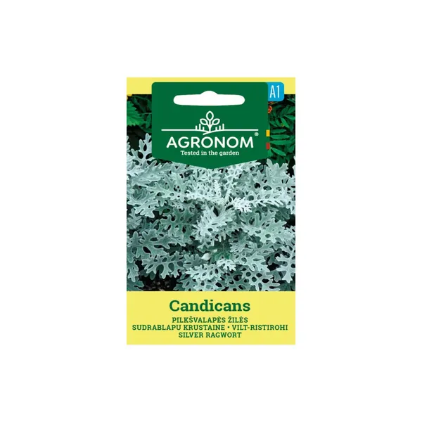 Sēklas AGRONOM Pelēklapu cinerārija