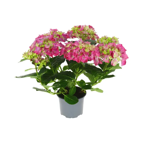 Hortensia potis, NURMIKO HULGI, 1 tk