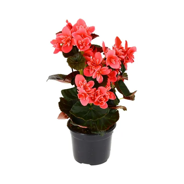 Roosbegoonia 12cm potis, NURMIKO HULGI, 1tk