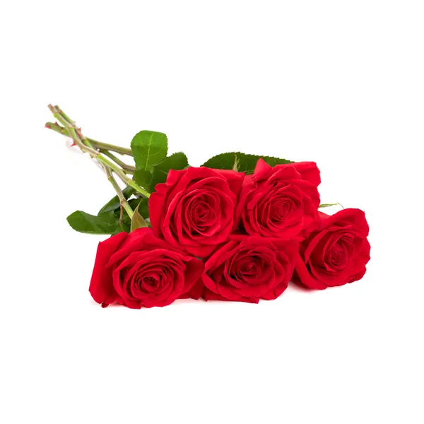 Roosid 60 cm, 5 tk, 1 kimp