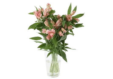 Grieztie ziedi Alstromērijas 7gab.