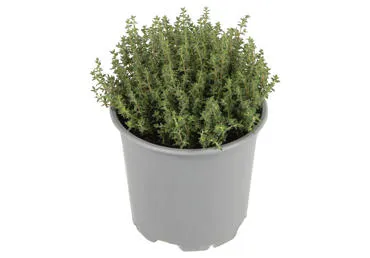 Garšaugs Timiāns D 14cm