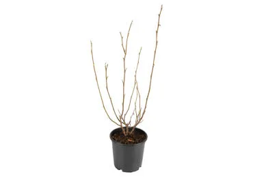 Dekoratyvinis augalas magnolija