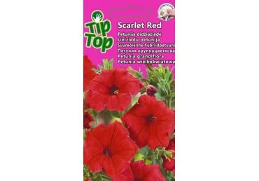 Petunija Scarlet Red