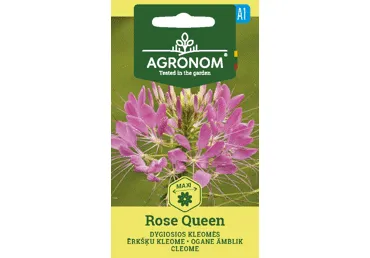 Dygiosios kleomės Rose queen,  AGRONOM