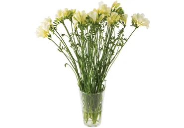 Grieztie ziedi Frēzijas 11gab.