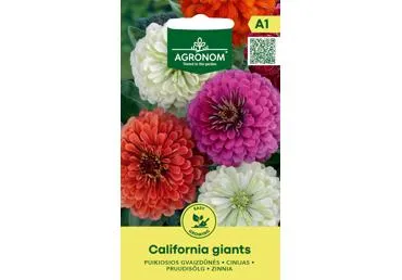 Gvaizdūnės California giants,  AGRONOM