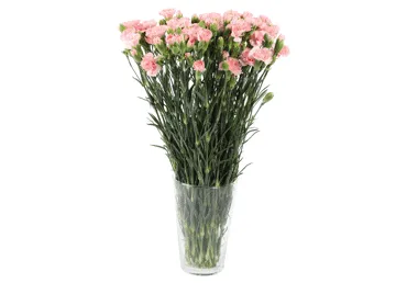 Grieztie ziedi Neļķes sīkziedu 30gab.