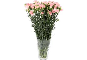 Grieztie ziedi sīkziedu neļķes 9gab. Kolumbija