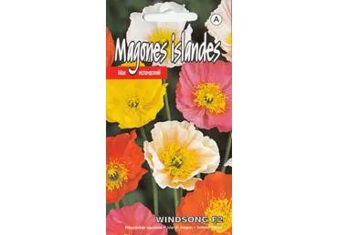 Islandine aguona Windsong F2