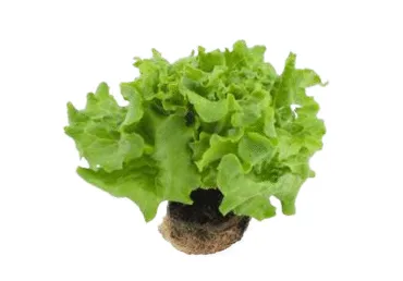 Lapinės salotos vazonėlyje LOLLO BIONDO, 1 vnt.