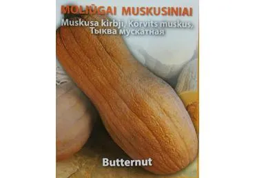 Moliūgai muskusiniai "Butternut" - 3