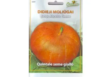Moliūgai „Quitale seme giallo“ - 2,2