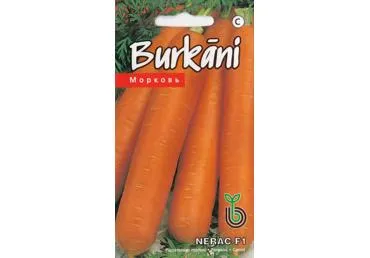 Morkos NERAC F1